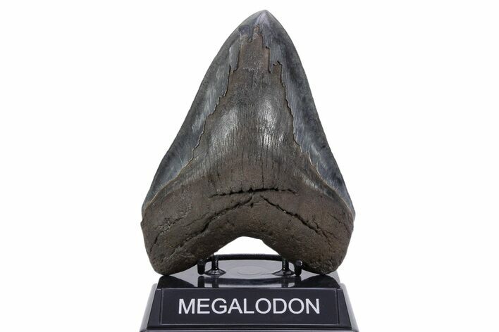Serrated, Fossil Megalodon Tooth - Giant SC River Meg #357370